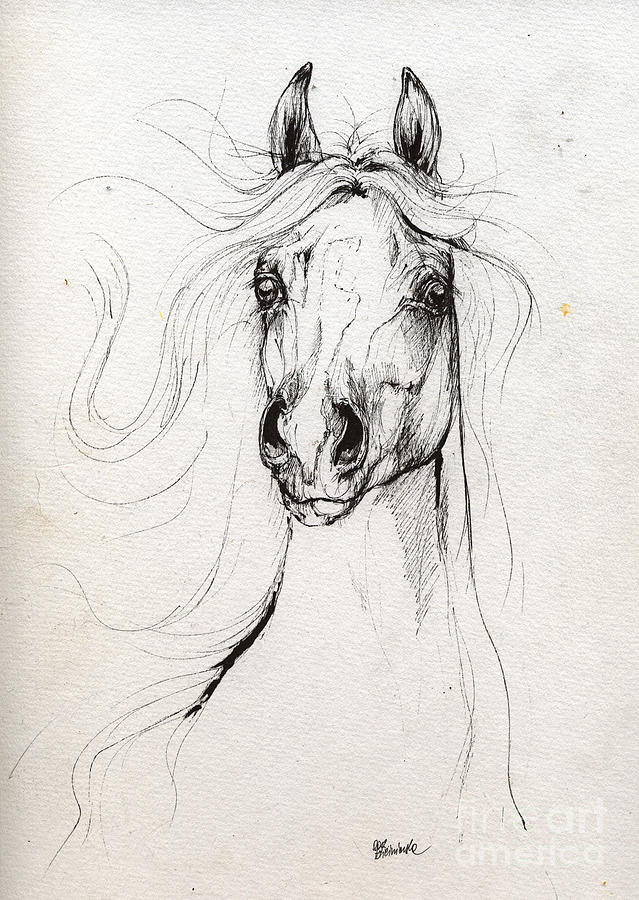 Arabian Horse Drawing by Angel Ciesniarska