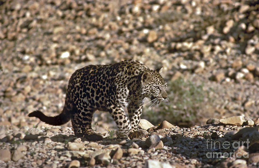 Arabian leopard Panthera pardus #4 Photograph by Eyal Bartov