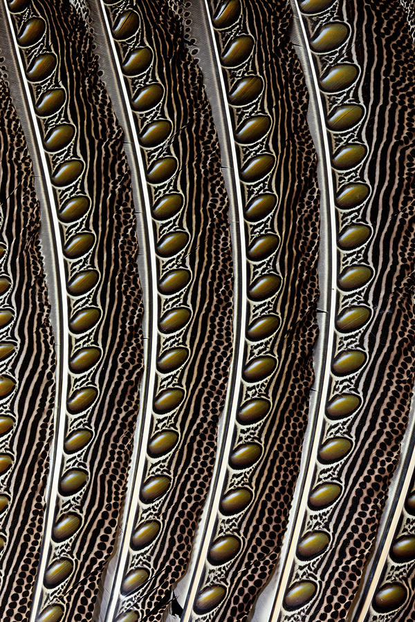 Pheasant Photograph - Argus Pheasant Wing Feather Design #4 by Darrell Gulin
