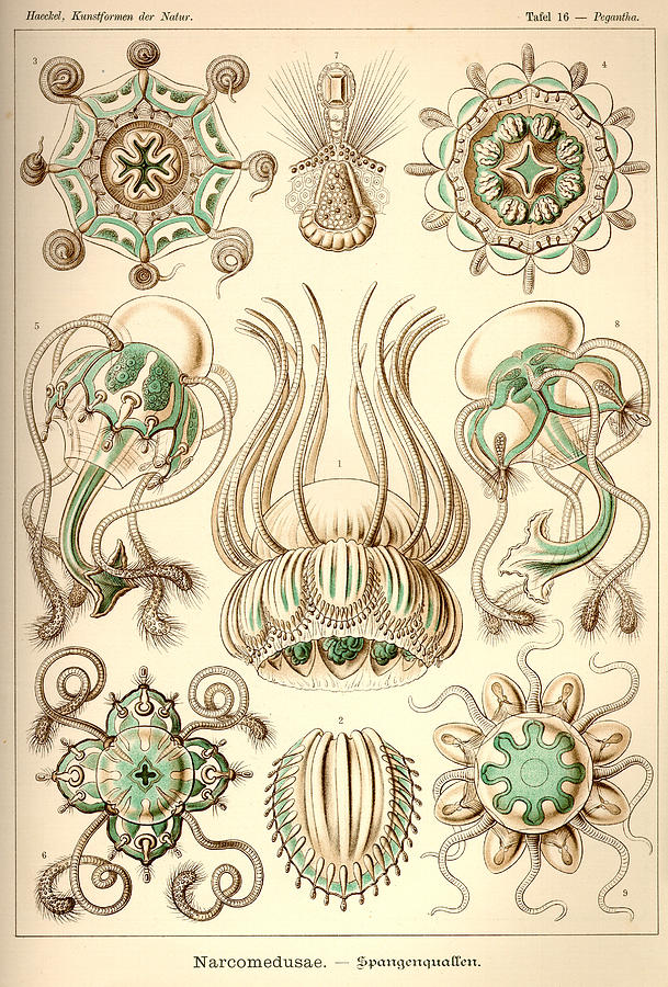 Art Forms In Nature Sea Life Painting by Ernst Haeckel Pixels