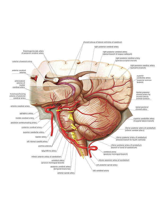 Cranium #6 by Asklepios Medical Atlas