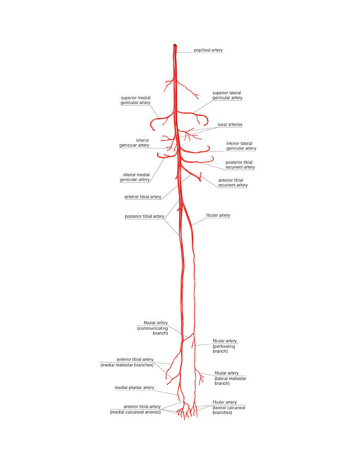 Arterial System Of The Leg Photograph by Asklepios Medical..
