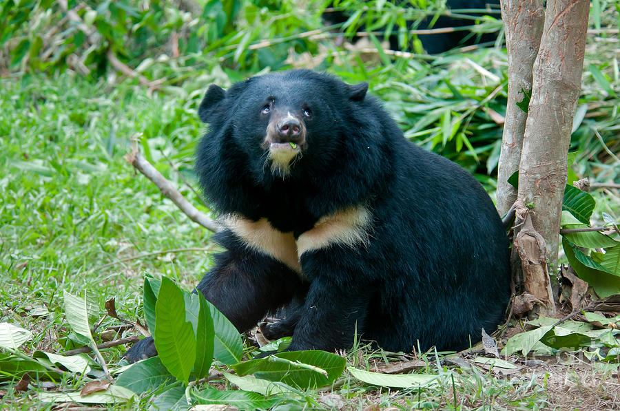 Asian Black Bear #4 Photograph by Mark Newman