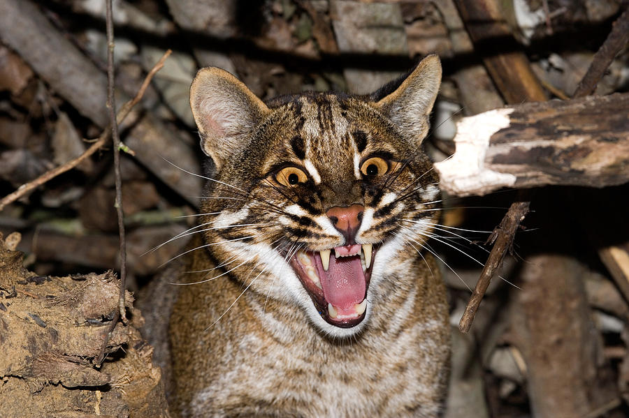 Asian Golden Cat Catopuma Temmincki #4 Photograph by Gerard Lacz - Pixels