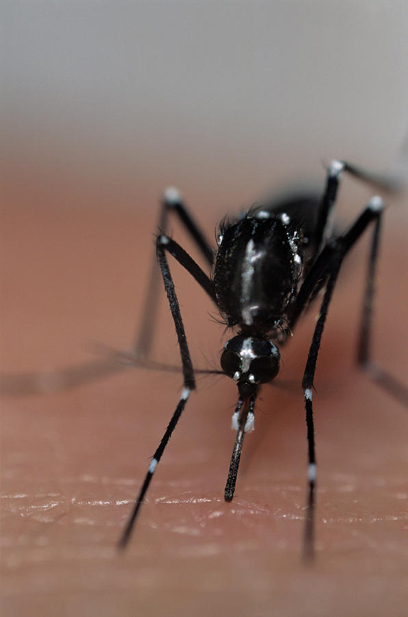 Asian Tiger Mosquito #4 Photograph by Sinclair Stammers/science Photo Library