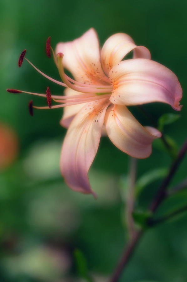 Lily Photograph - Asiatic Lily (lilium Sp.) #4 by Maria Mosolova/science Photo Library