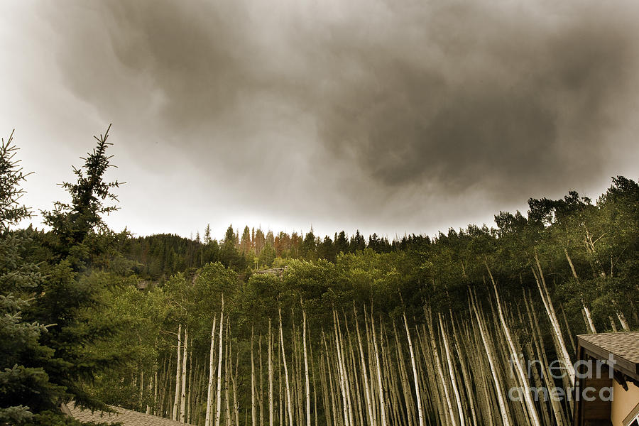 Tree Photograph - Aspen Trees in Vail #4 by Madeline Ellis
