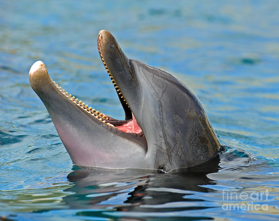 Atlantic Bottlenose Dolphin #4 Photograph by Millard H. Sharp