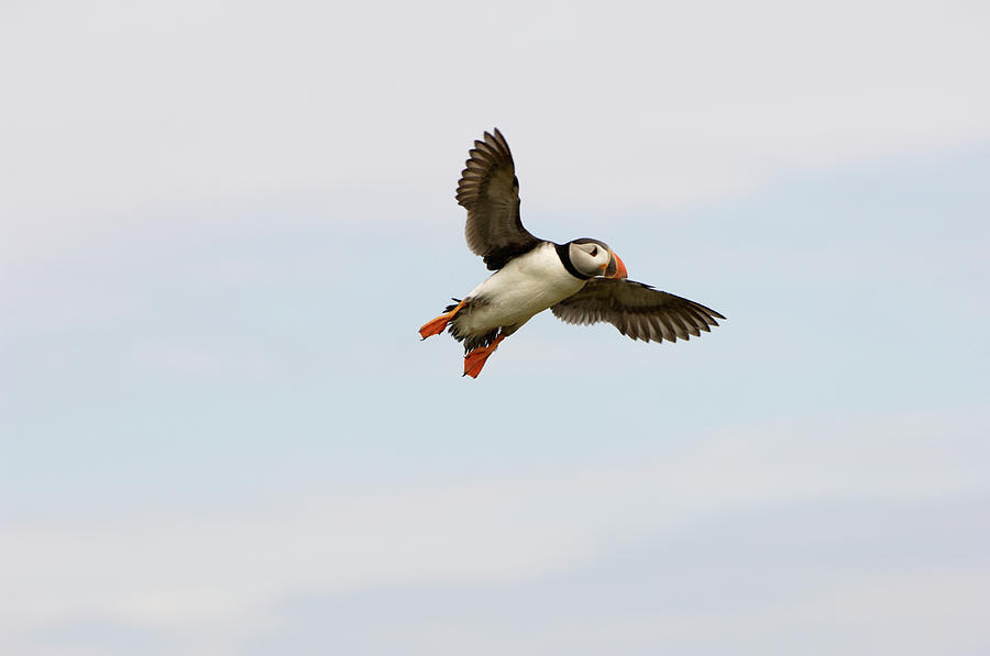 Bird Photograph - Atlantic Puffin #4 by Dr P. Marazzi/science Photo Library