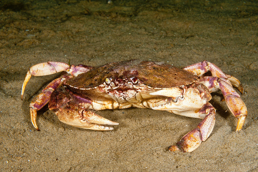 Atlantic Rock Crab #4 Photograph by Andrew J. Martinez