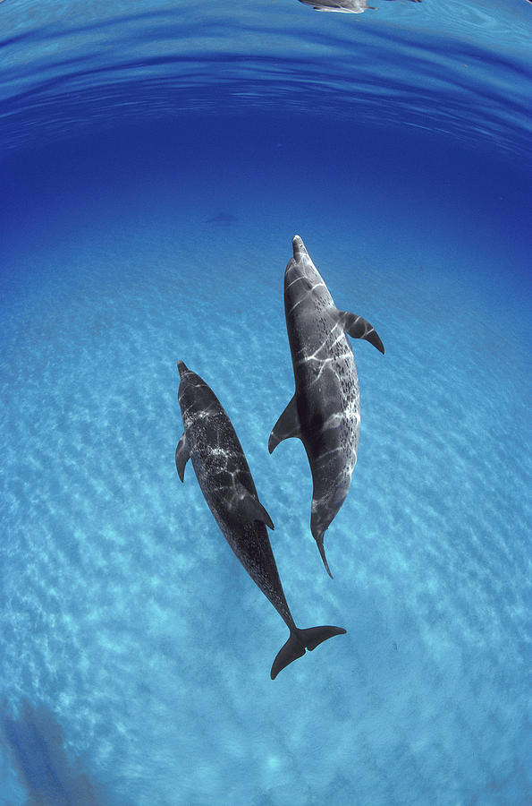 Atlantic Spotted Dolphin Pair Bahamas #4 Photograph by Flip Nicklin