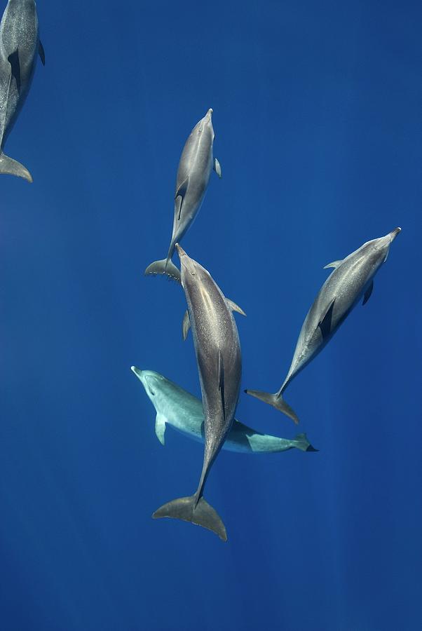 Atlantic Spotted Dolphins Photograph by Christopher Swann/science Photo Library - Fine Art America