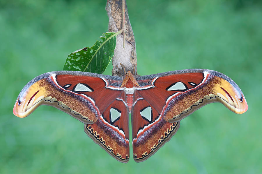 Atlas Moth #4 Photograph by Jeffrey Lepore