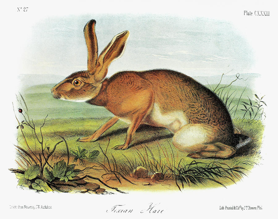 1854 Painting - Audubon Rabbit #4 by Granger