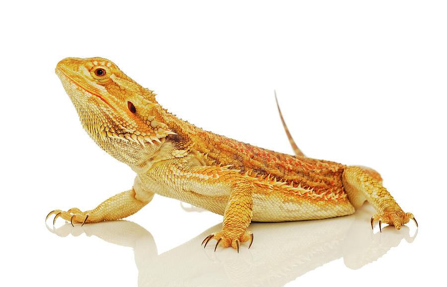 Australian Reptiles On White Photograph by Shannon Benson