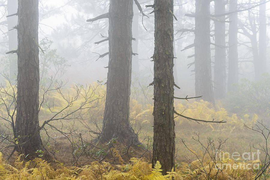 Fall Photograph - Autumn Fog Dolly Sods #4 by Thomas R Fletcher