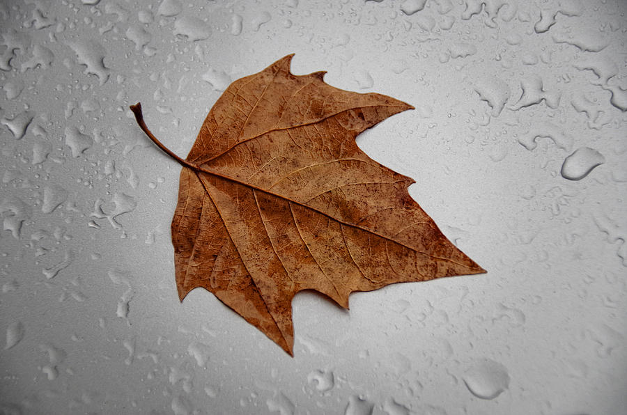 Autumn Leaf #4 Photograph by Paulo Goncalves