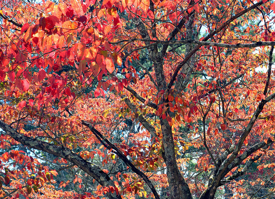Autumn Leaves #4 Photograph by Rafael Salazar