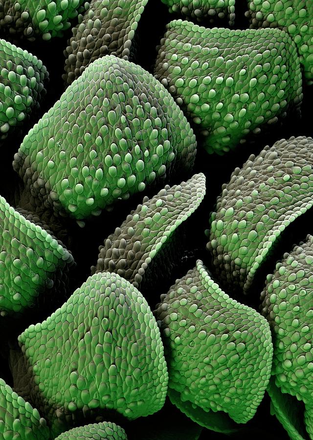Azolla Plant Surface #4 Photograph by Stefan Diller