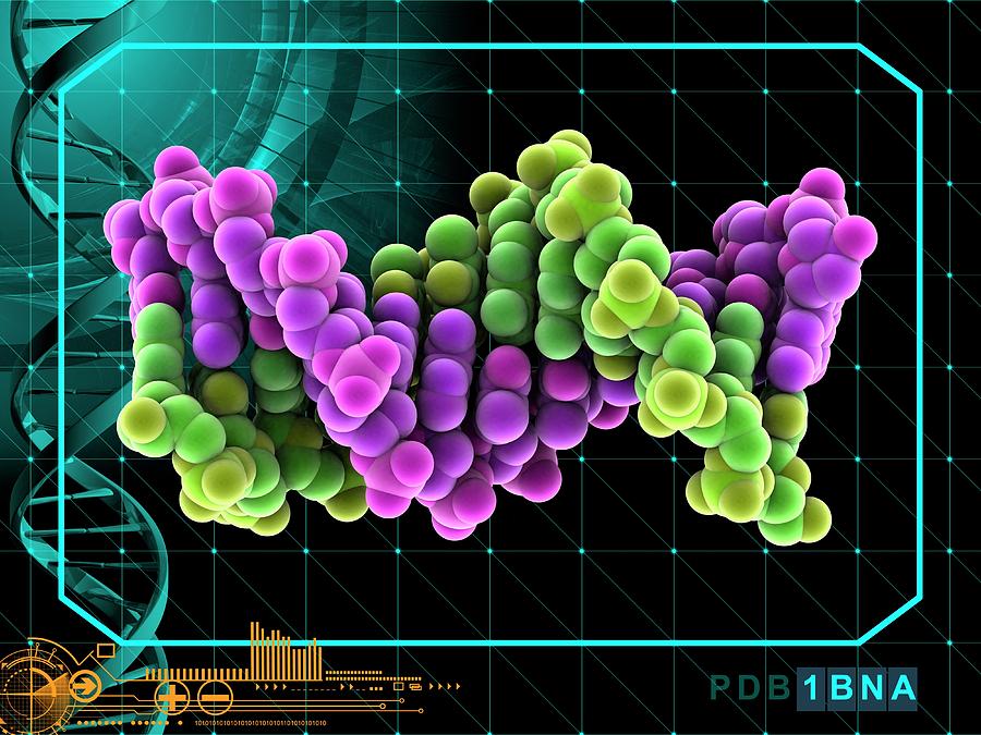 B-dna Molecule Photograph By Laguna Design/science Photo Library - Pixels