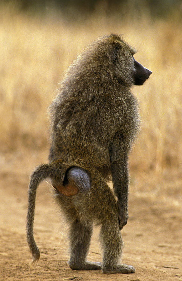 Babouin Doguera Papio Anubis Photograph By Gerard Lacz