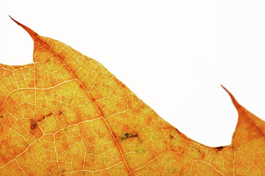 Backlit Autumnal Leaf #4 Photograph by Mauro Fermariello/science Photo Library