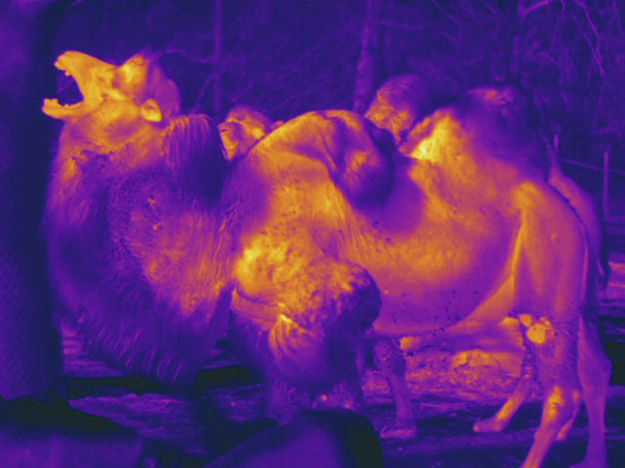 Bactrian Camel, Thermogram #4 Photograph by Science Stock Photography