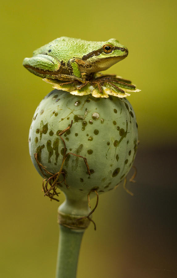 Amphibians Photograph - Balancing Act #4 by Jean Noren