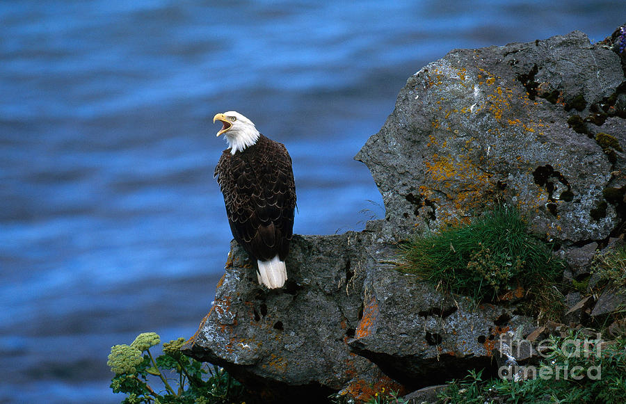 Bald Eagle #4 Photograph by Art Wolfe