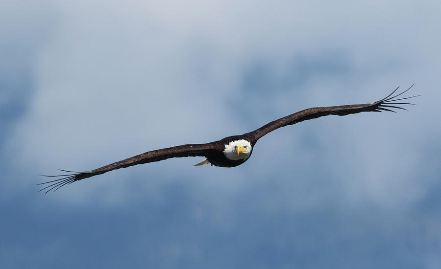 Eagle Photograph - Bald Eagle Flying #4 by Ken Archer