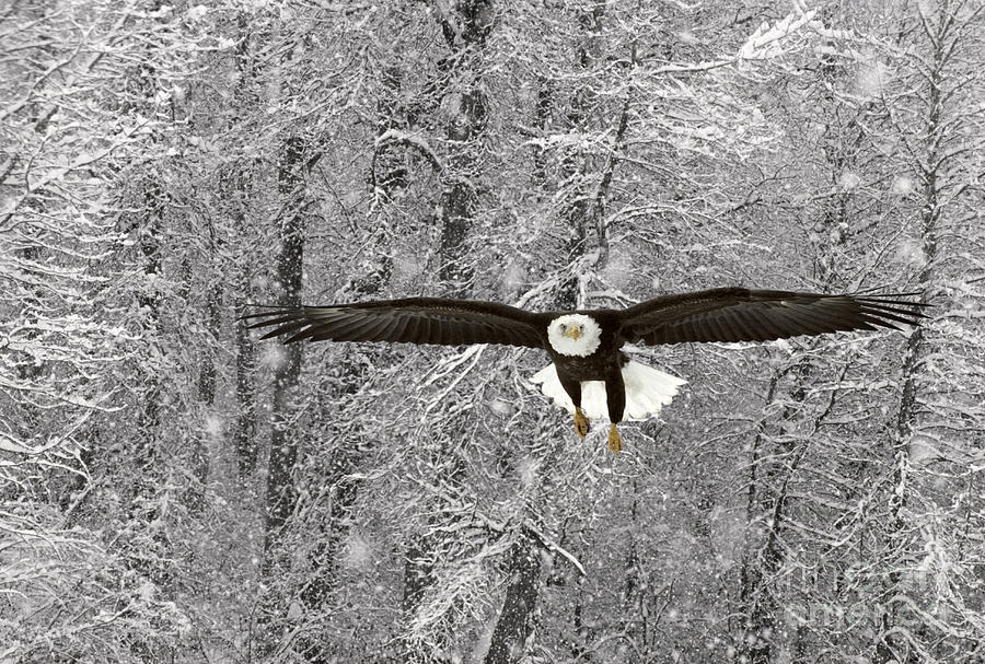 Bald Eagle In Flight #4 Photograph by Ron Sanford