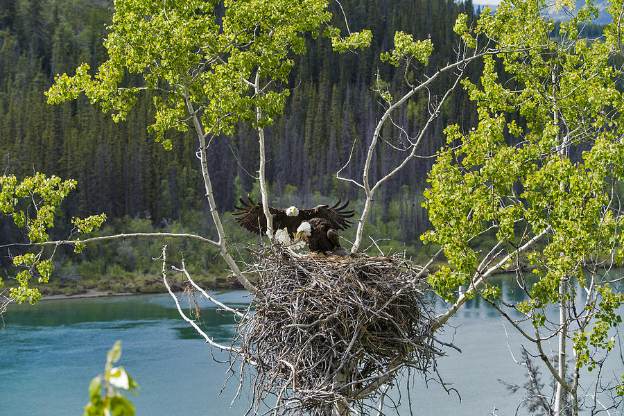 Bald Eagle Nesting #4 Photograph by Mark Newman