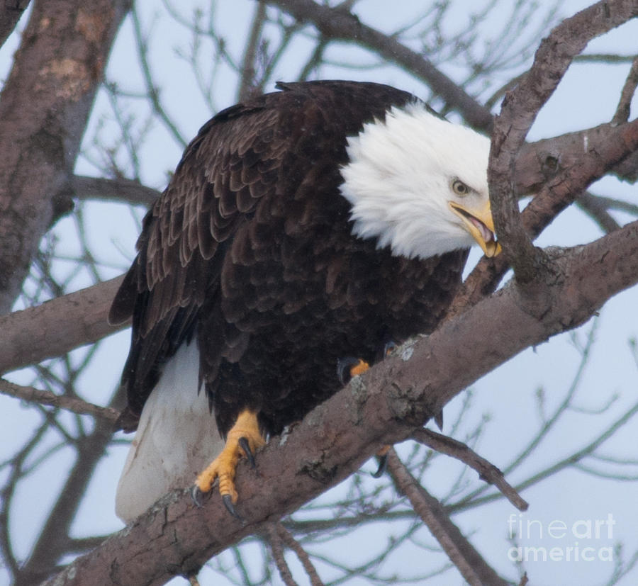Bald Eagle #4 Photograph by Ronald Grogan
