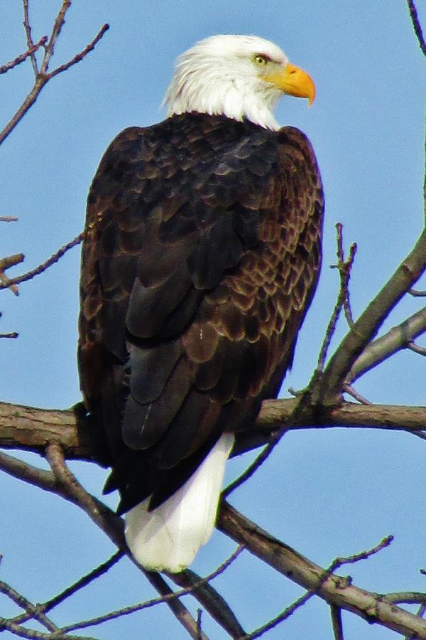 Bald Eagle Photograph by Thomas McGuire - Fine Art America