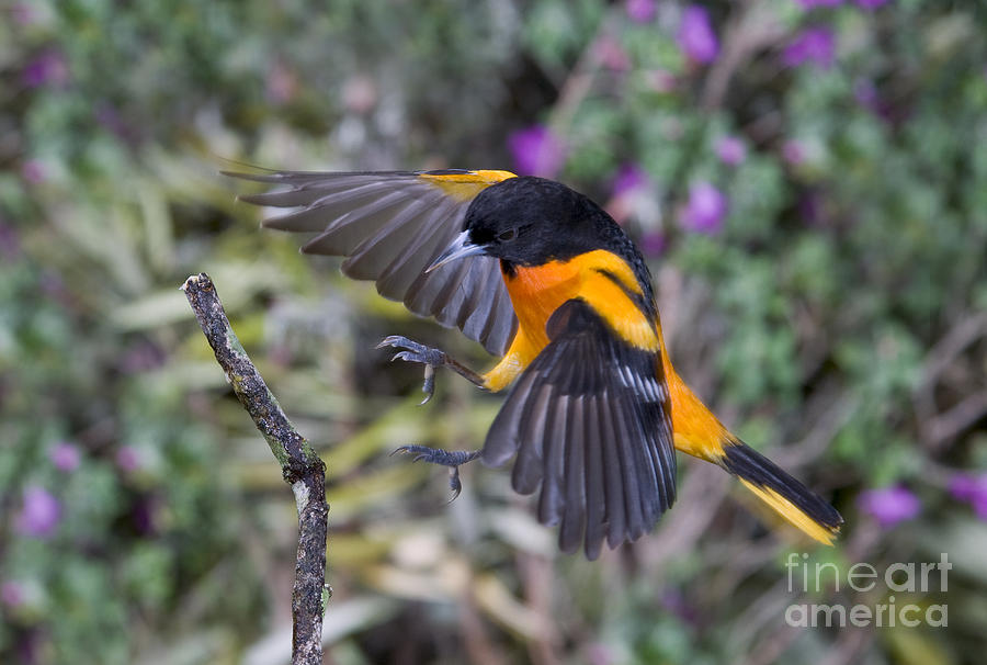 Baltimore Oriole #4 Photograph by Anthony Mercieca