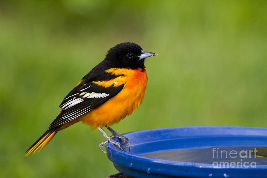 Baltimore Oriole #4 Photograph by Linda Freshwaters Arndt