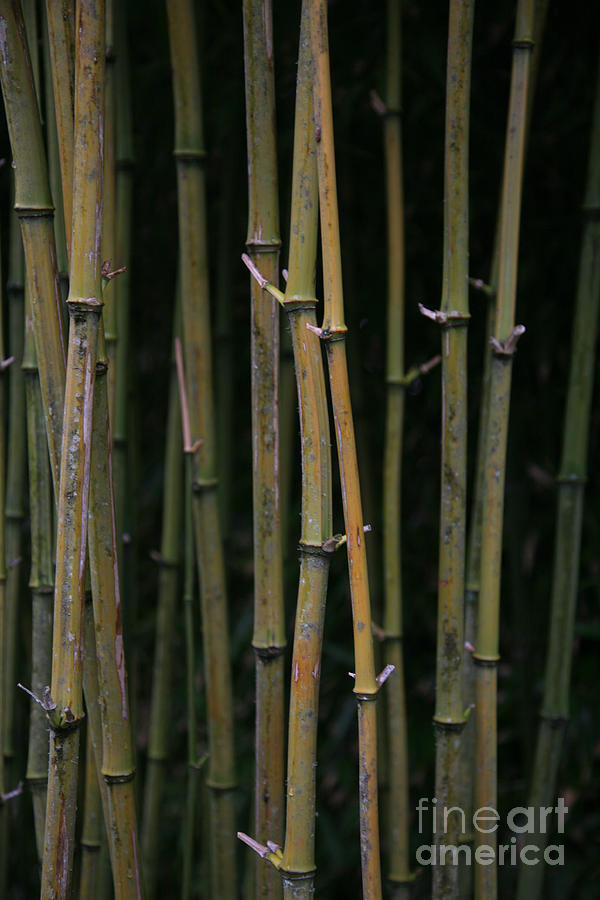 Bamboo #4 Photograph by Timothy Johnson