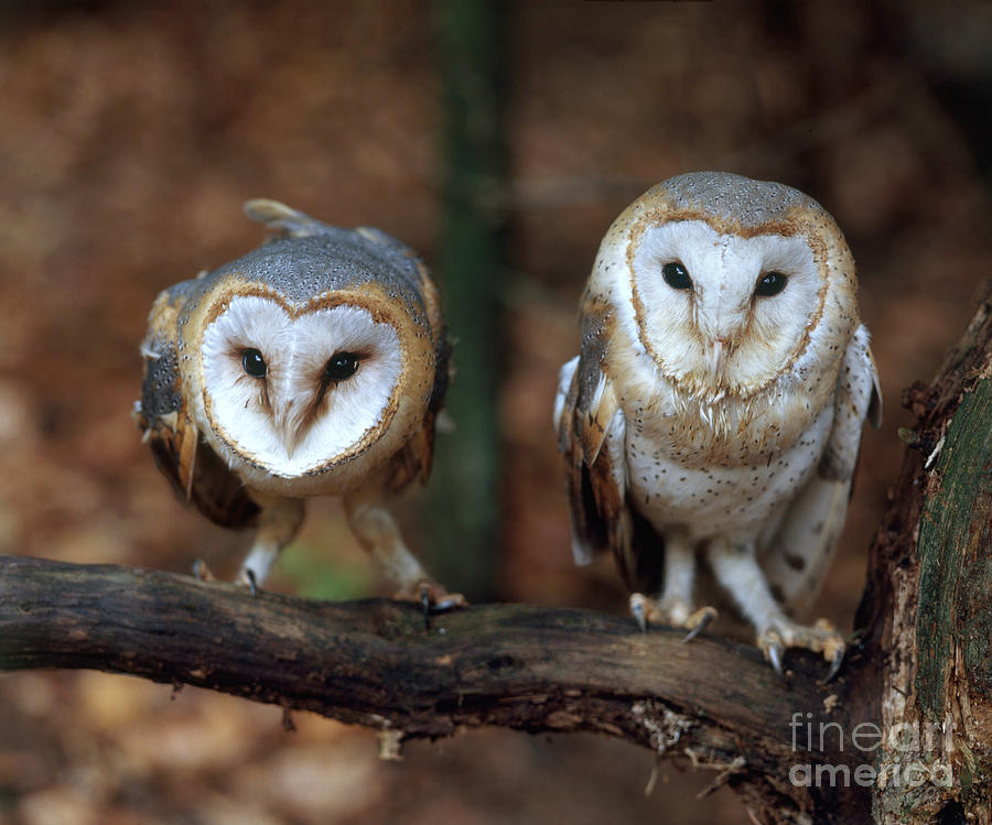 Barn Owl #4 Photograph by Hans Reinhard