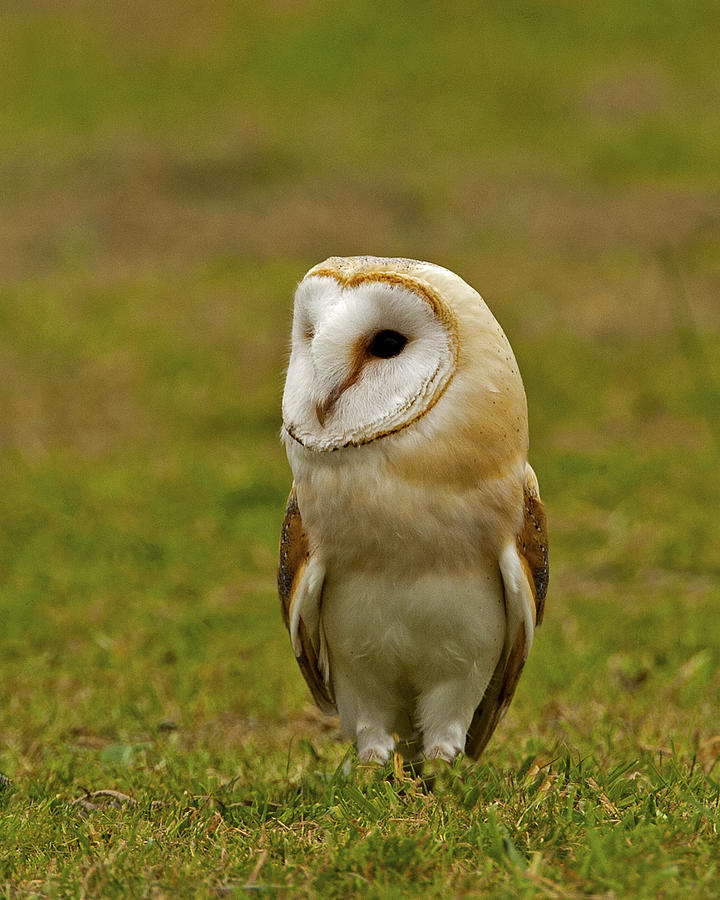 Barn Owl #4 Photograph by Paul Scoullar
