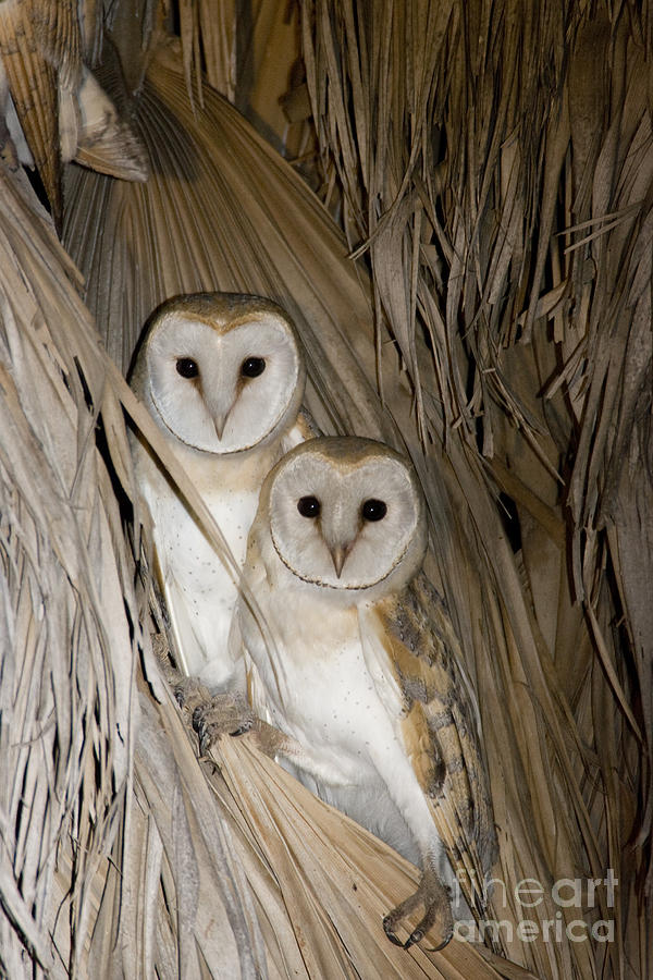 Barn Owl Tyto alba #4 Photograph by Eyal Bartov