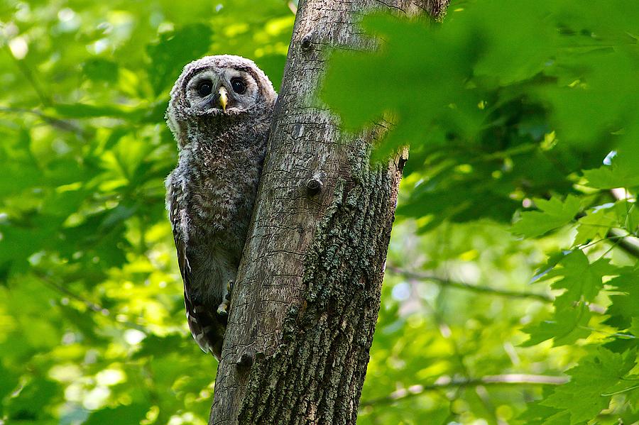 Nature Photograph - Barred Owl Fledgeling #4 by Dan Ferrin