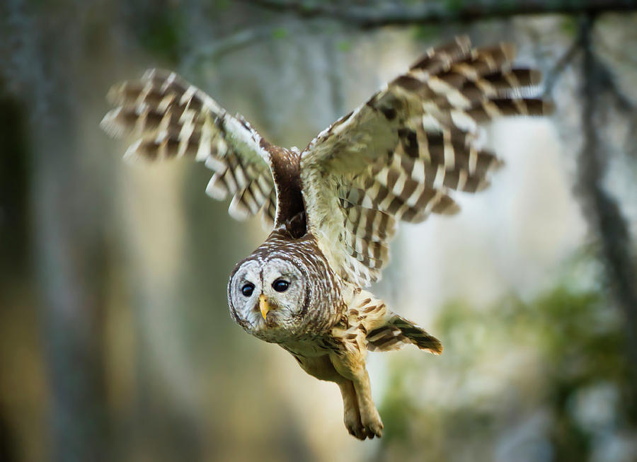 Barred Owl (strix Varia Photograph by Larry Ditto - Fine Art America