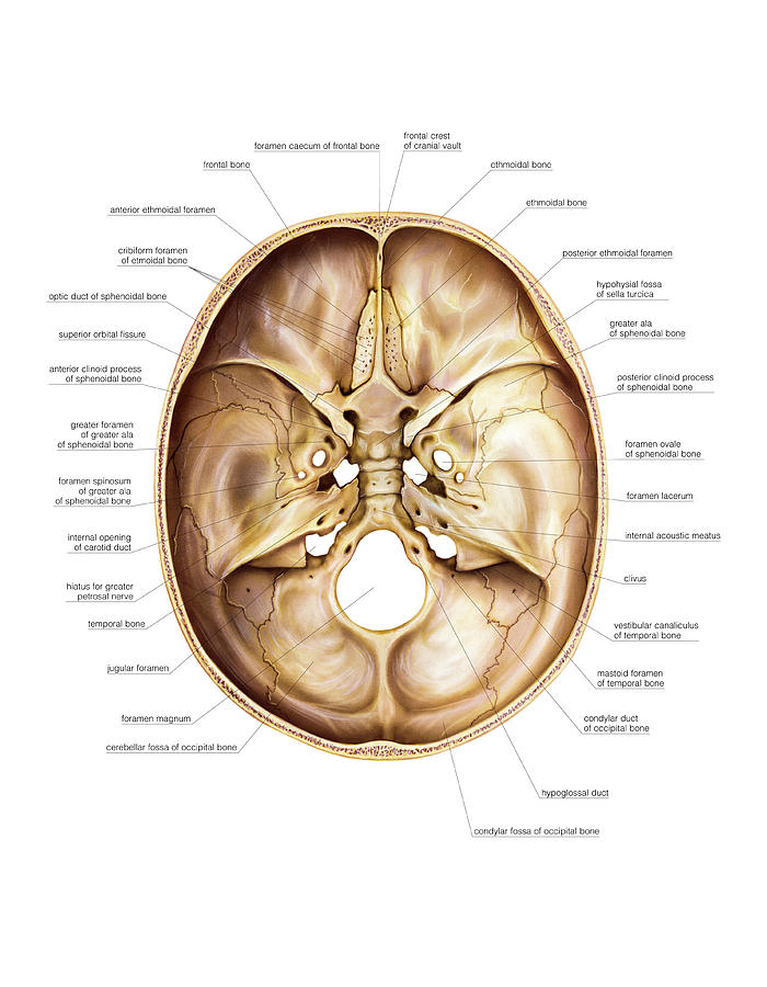 Base Of The Cranium #4 Photograph by Asklepios Medical Atlas - Pixels