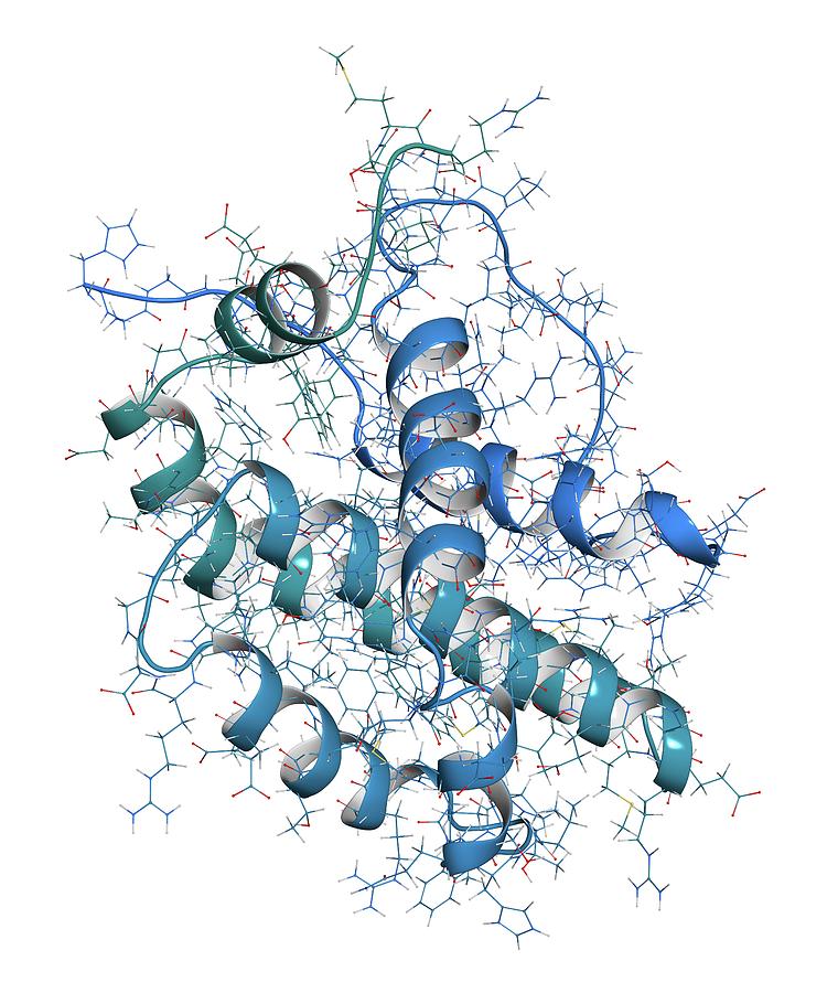 Protein Molecular Structure