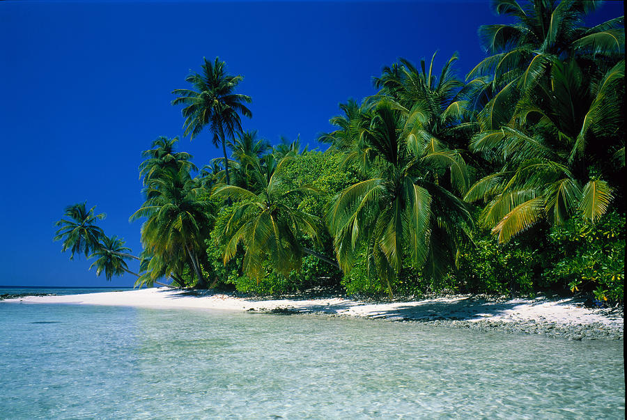 Beach Scene The Maldives Photograph by Panoramic Images | Fine Art America