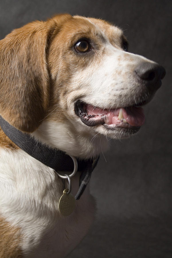 Beagle Photograph - Beagle #4 by Gary Marx