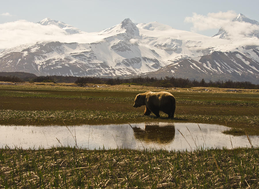 Bear in Hallo Bay in Katmai National Park Alaska #4 Photograph by Natasha Bishop