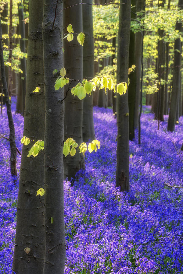 Flower Photograph - Beautiful bluebell carpet in English forest landscape #4 by Matthew Gibson
