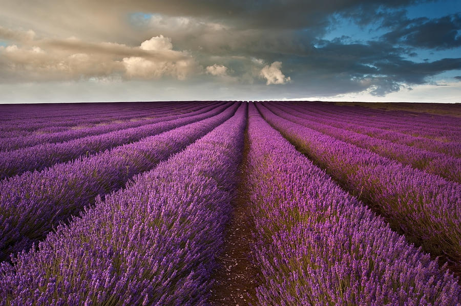 Beautiful lavender field landscape with dramatic sky Photograph by ...