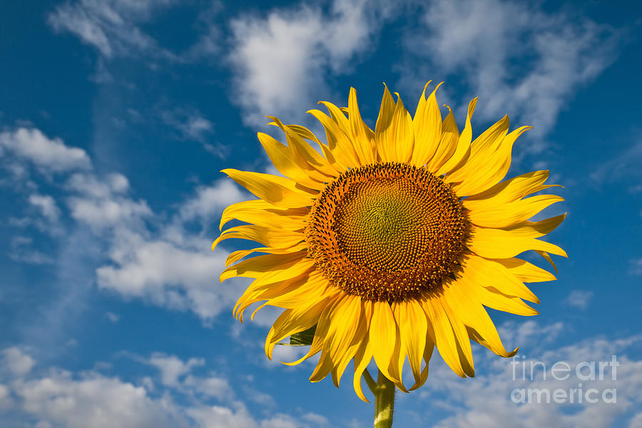 Beautiful sunflower #4 Photograph by Tosporn Preede